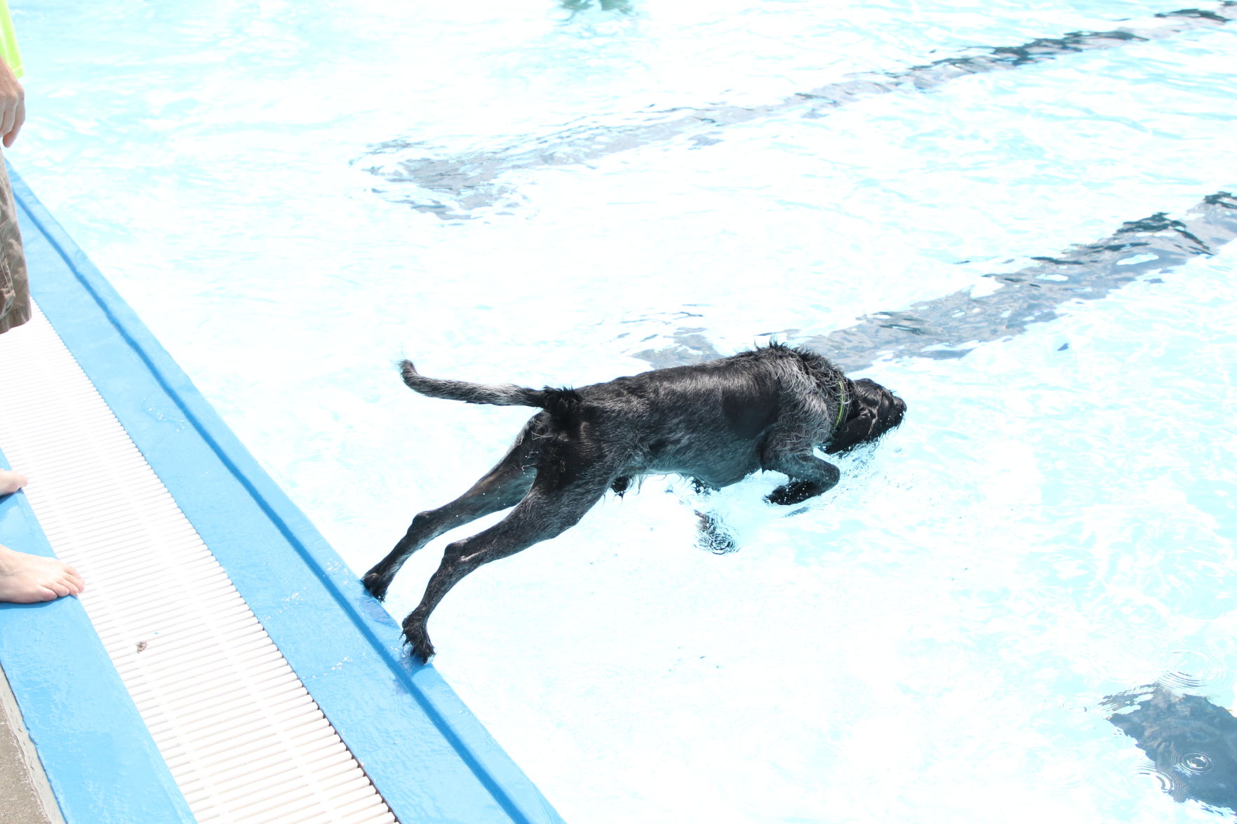 Dogs at the pool (54).JPG